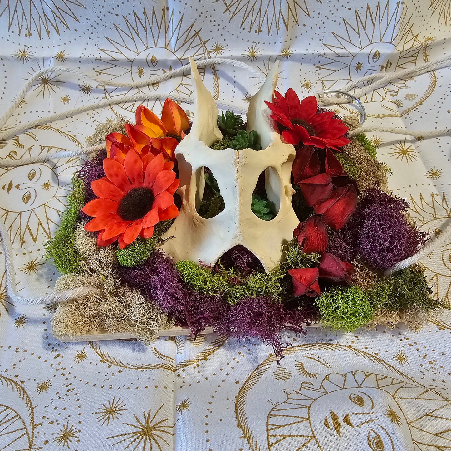 Coyote Pelvis Bone Moss Hanging Art