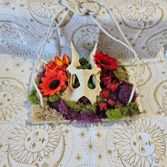 Coyote Pelvis Bone Moss Hanging Art