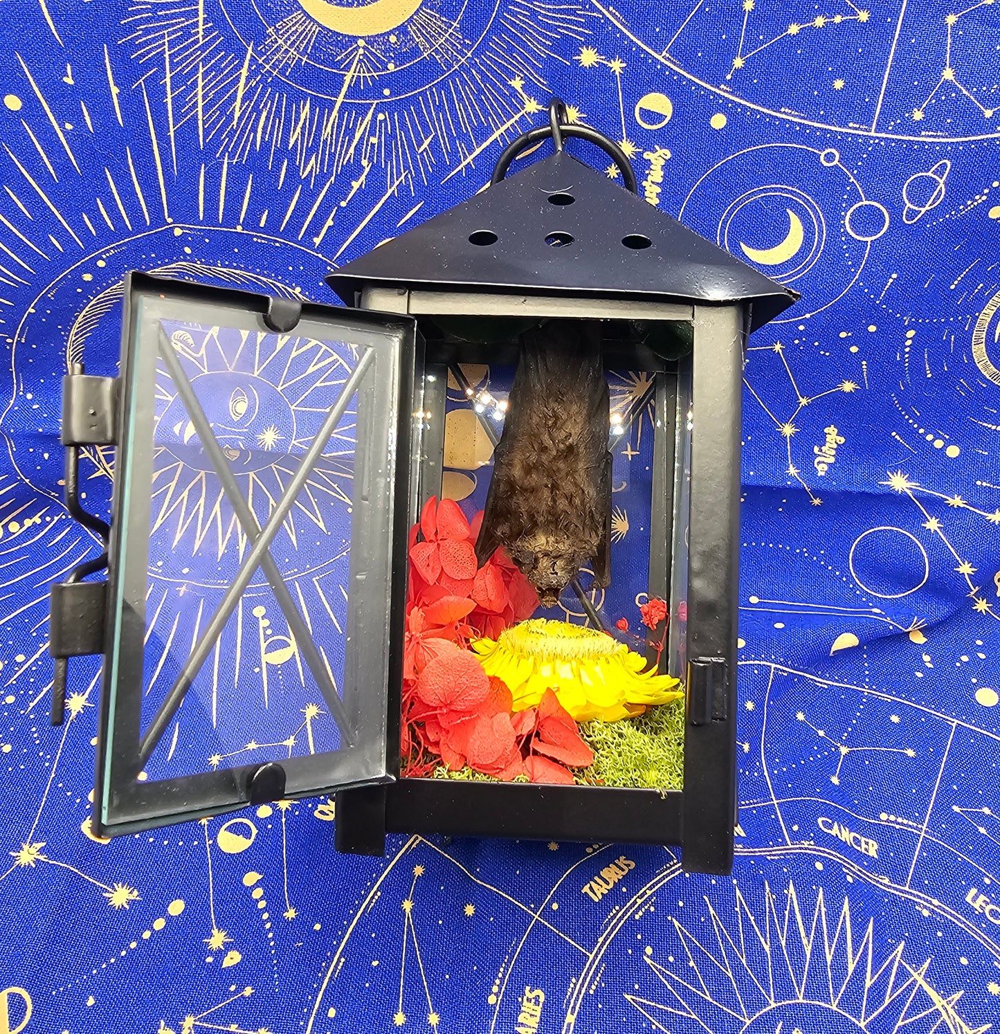 Real Taxidermy Bat in Lantern